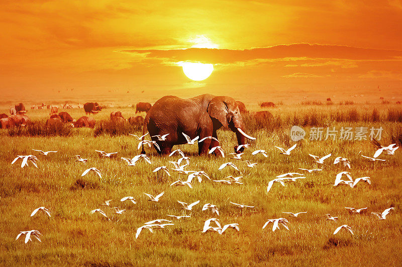 日落时的非洲大象和鸟类。非洲。坦桑尼亚。