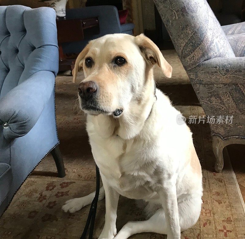 拉布拉多寻回犬