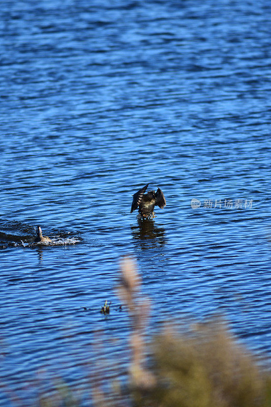 一对木鸭，一只飞溅而下，另一只即将着陆，尾巴的羽毛沾着水