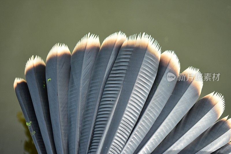在阳光下晒干的蛇尾呈扇形的黑色羽毛和白色尖端