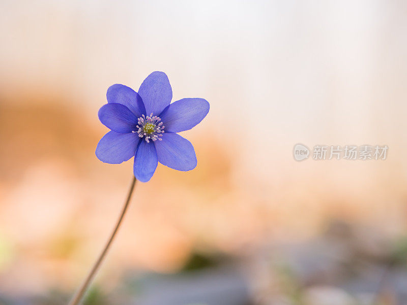 花肝片在一个模糊的背景上。