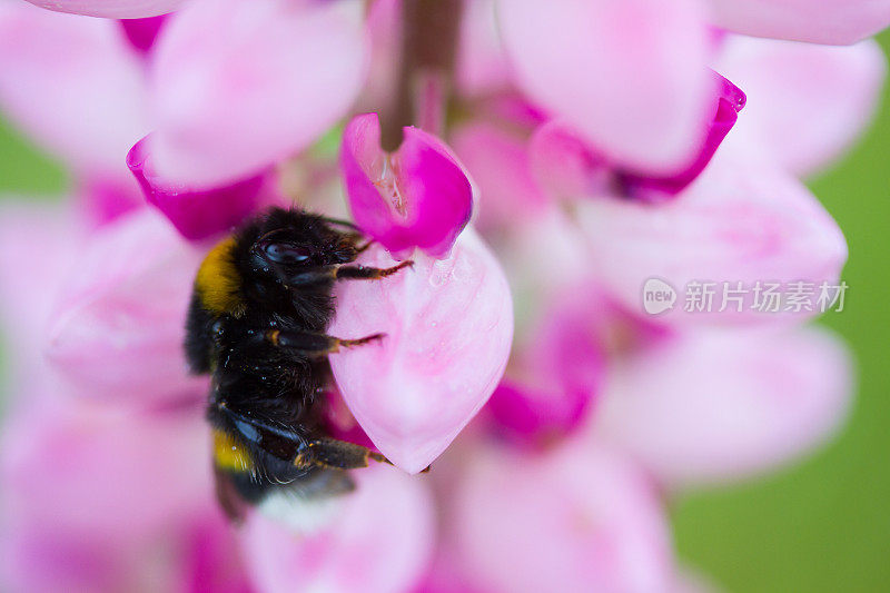 羽扇豆花上的蜜蜂