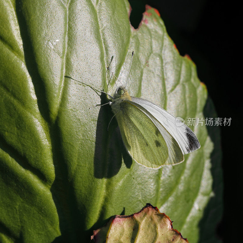 白菜白蝴蝶粉蝶正在休息