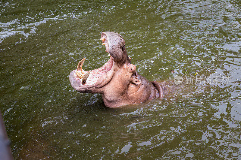 河马张开嘴在水里。河马或河马，是一种大型的，主要是食草动物