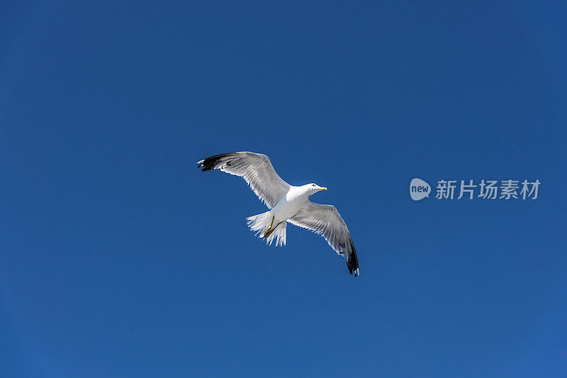 一只白色的海鸥在希腊的蓝天上飞翔