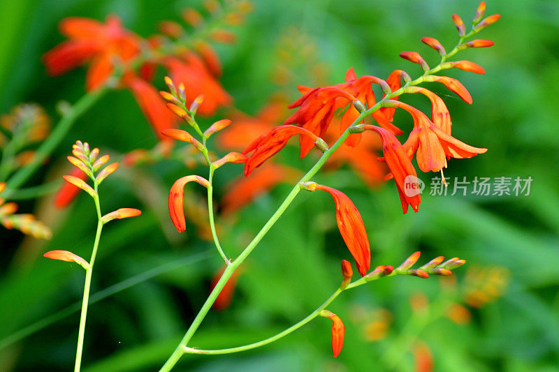 秋季植物红叶特写