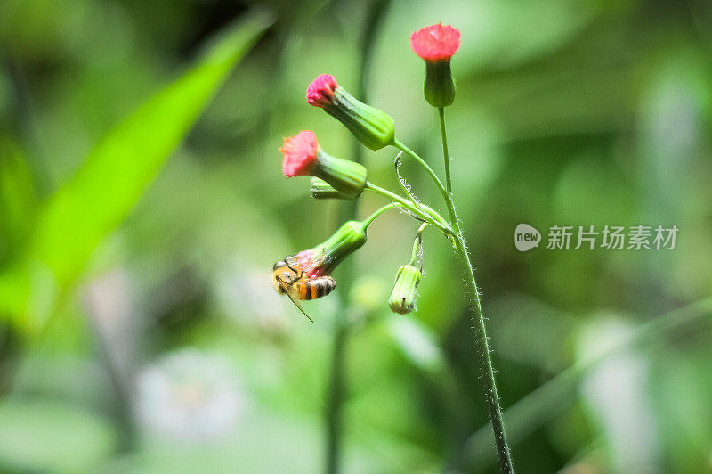 蜜蜂在给一朵小花授粉