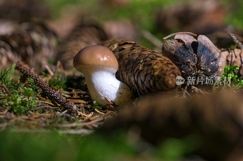 欧洲森林蘑菇-幼蘑菇-野蘑菇