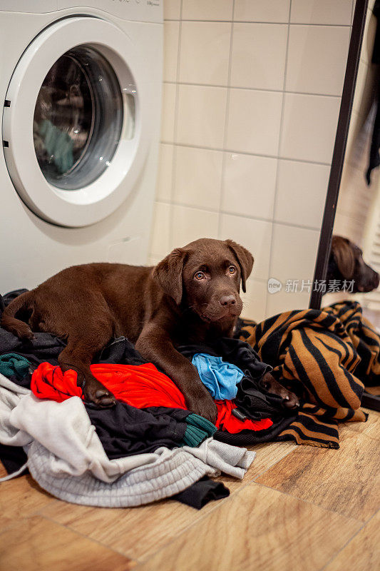 巧克力拉布拉多小狗在洗衣服上玩耍