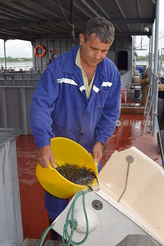 人工繁殖鲟鱼的鱼类孵化场。养鱼场工人将阿穆尔河鲟鱼苗投放到阿穆尔河中。俄罗斯犹太自治区弗拉基米罗夫卡。