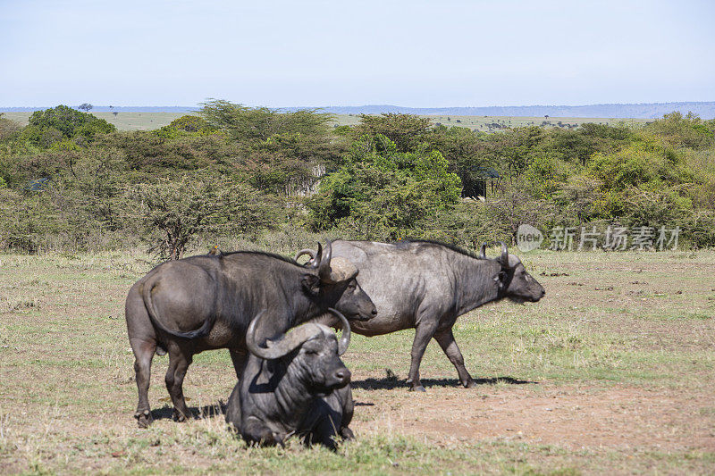 非洲肯尼亚马赛马拉大草原上的水牛