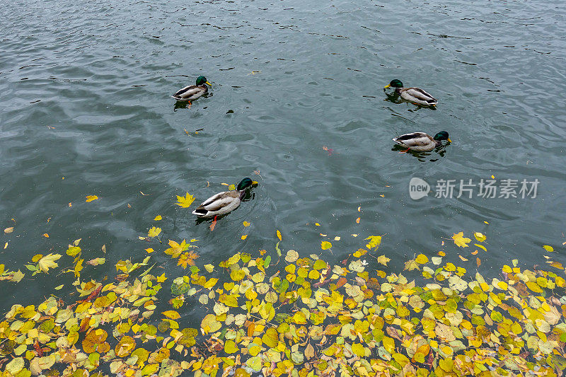 鸭子在城市公园的河里游泳