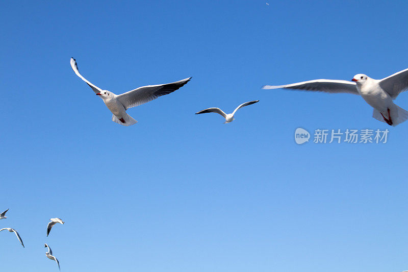 海鸥在湛蓝的天空中飞翔