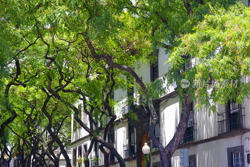 美丽的夏日，马德拉岛芬查尔的扎尔科大道上悬挂着树木