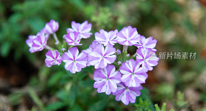 公园里盛开的马鞭草花