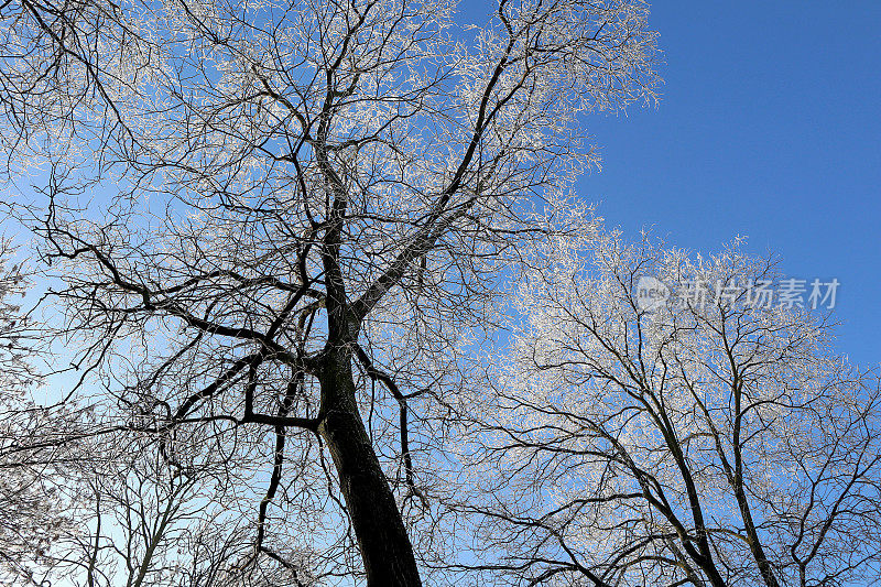 在冬天树对着天空