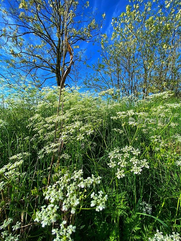 与樟子松属植物