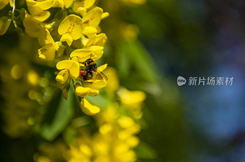 这是春天采集花蜜的蜜蜂的特写