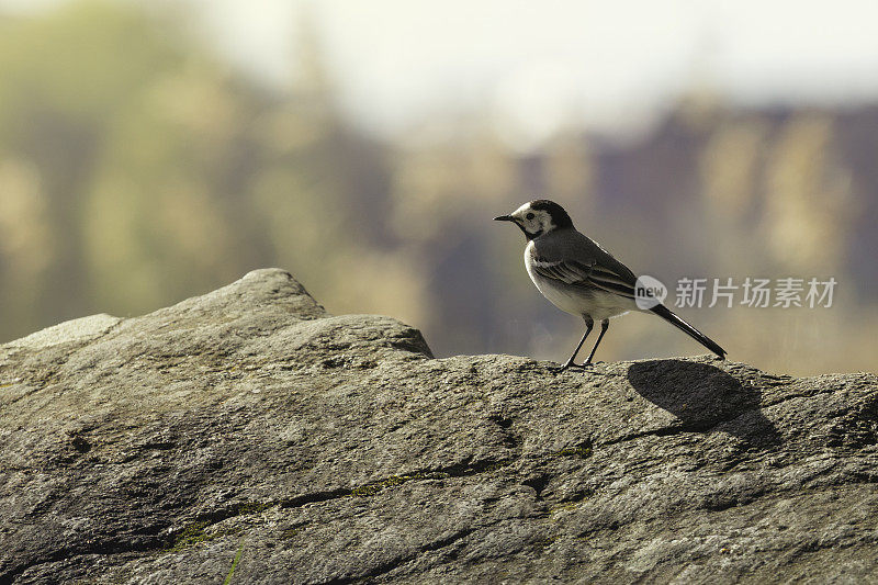 白鹡鸰