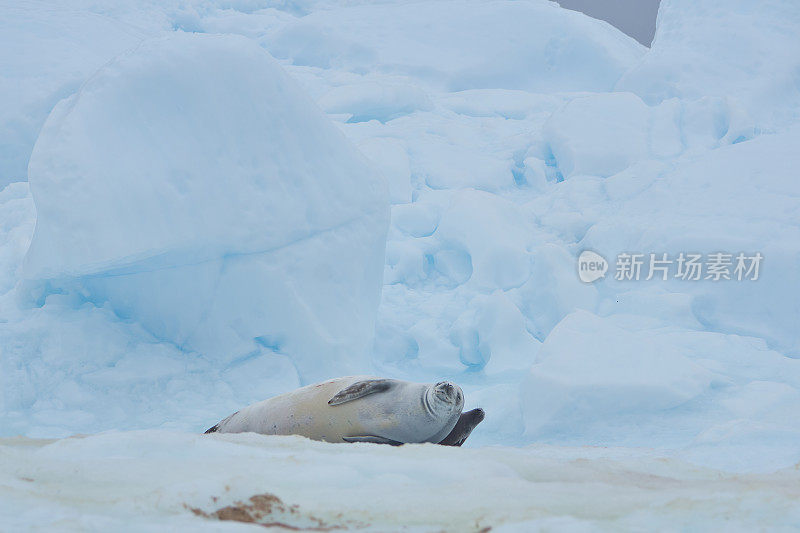 野生食蟹海豹在令人惊叹的风景南极半岛在大的南大洋