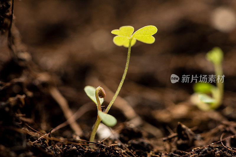 植物播种成长