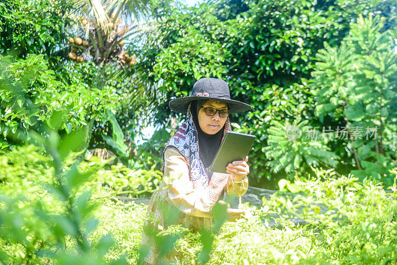 一名穆斯林妇女在农场中使用数字平板电脑检查作物