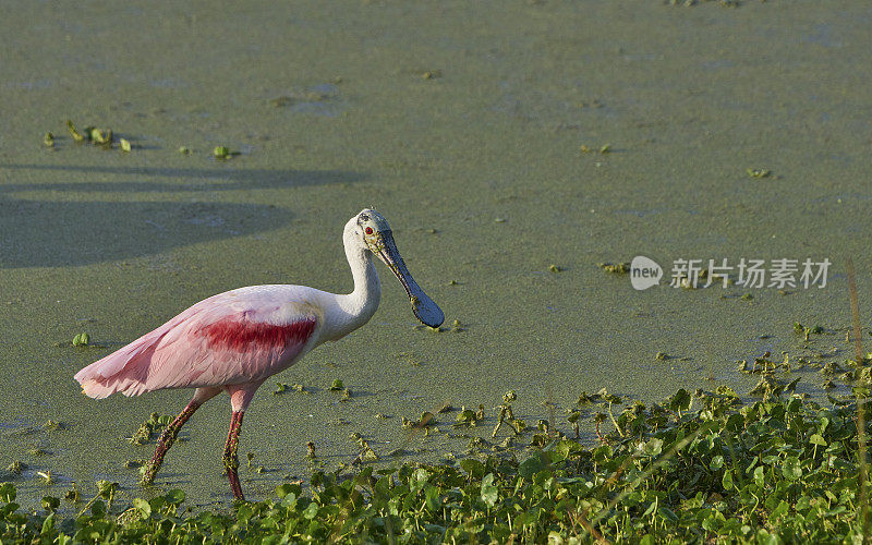 在佛罗里达中部奥兰多湿地公园的玫瑰琵鹭
