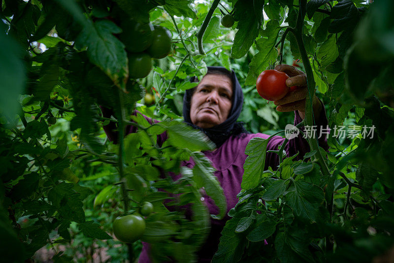 采摘成熟番茄的妇女