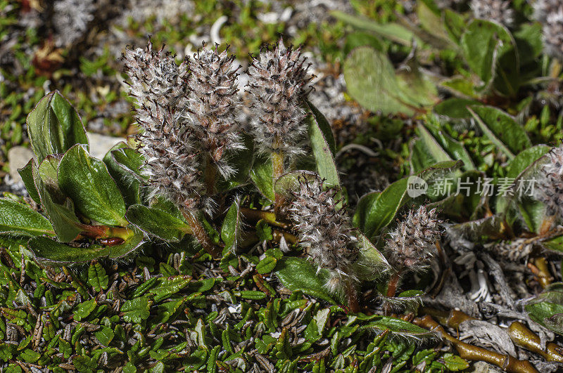 北极柳树，北极柳，萨默塞特岛，努勒维特，加拿大，加拿大北极，柳树科