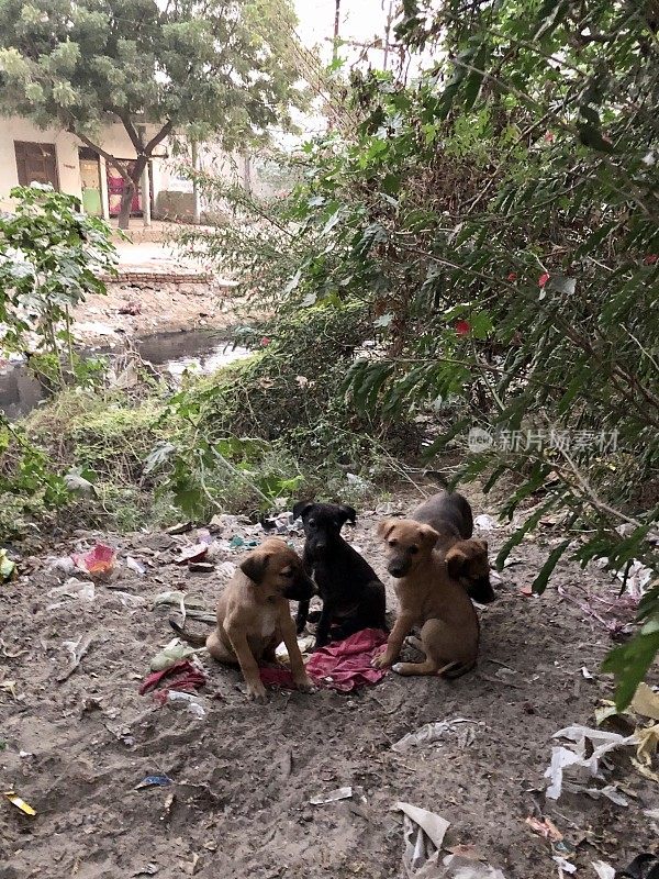 印度北方邦新德里，四只调皮的被遗弃在印度街道上的小狗，流浪的小狗在垃圾堆里打滚