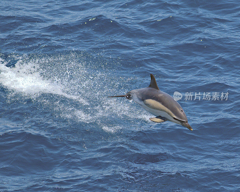 一只短喙海豚在比斯开湾的蓝色波浪上跳跃