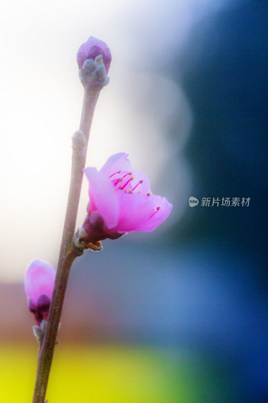 霜桃树粉红花朵垂直形象