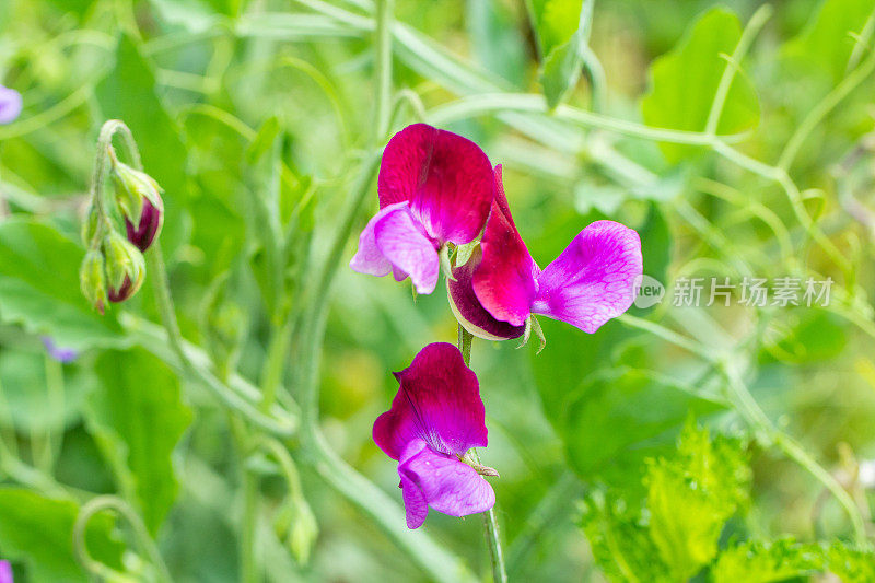 粉红色开花植物特写镜头