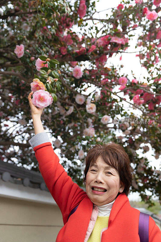 日本妇女看着茶花