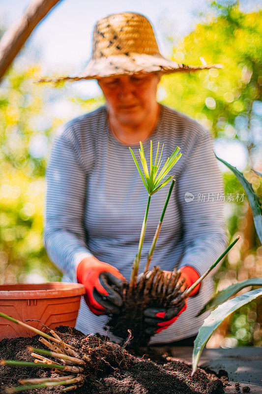 在花园里照料植物的女人