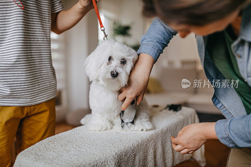 在家修剪狗毛的女人