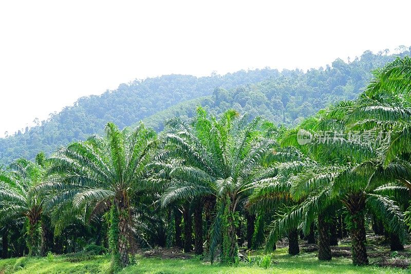 绿棕榈油种植园