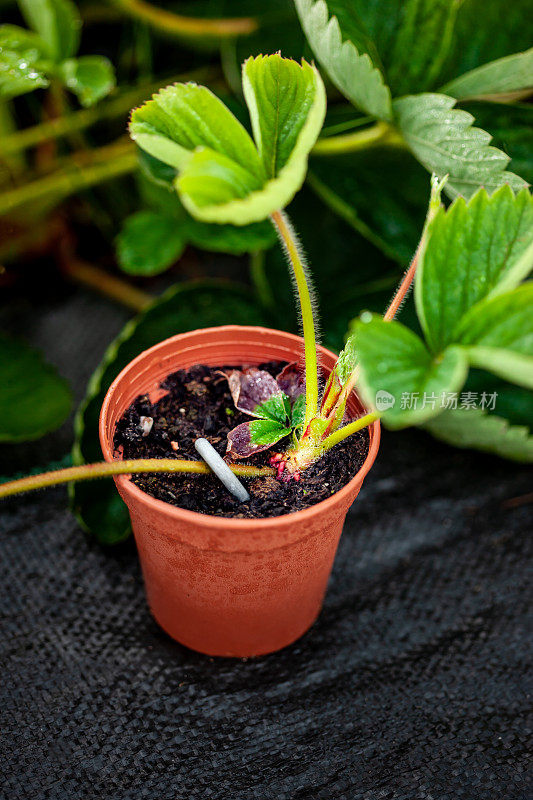 草莓植物与杂草抑制垫