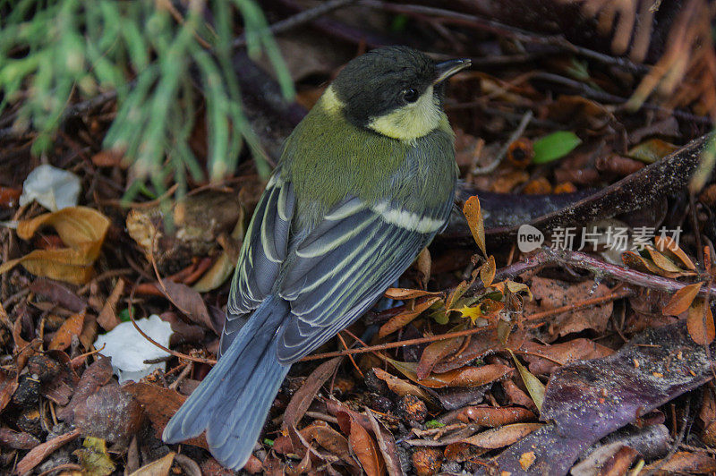 小山雀在困惑中