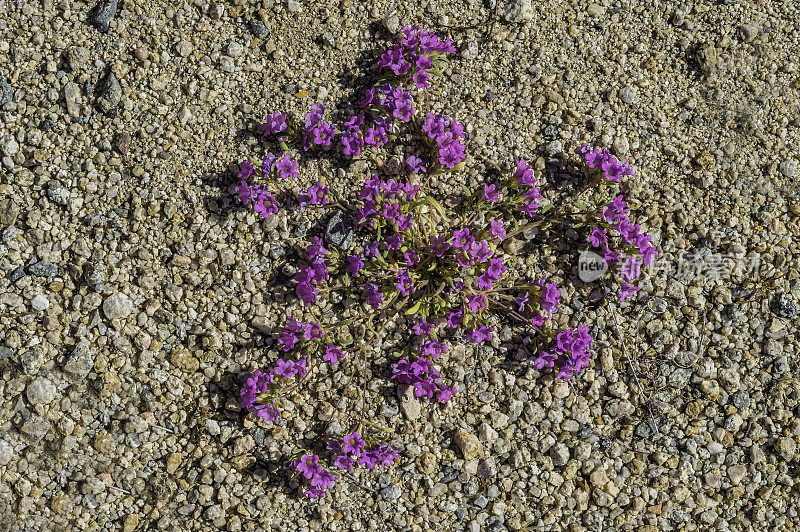 这是一种一年生开花的植物，被称为紫垫子，或紫色垫子，发现于加利福尼亚州约书亚树国家公园