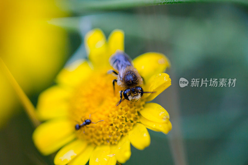 蜜蜂和蚂蚁在黄花上