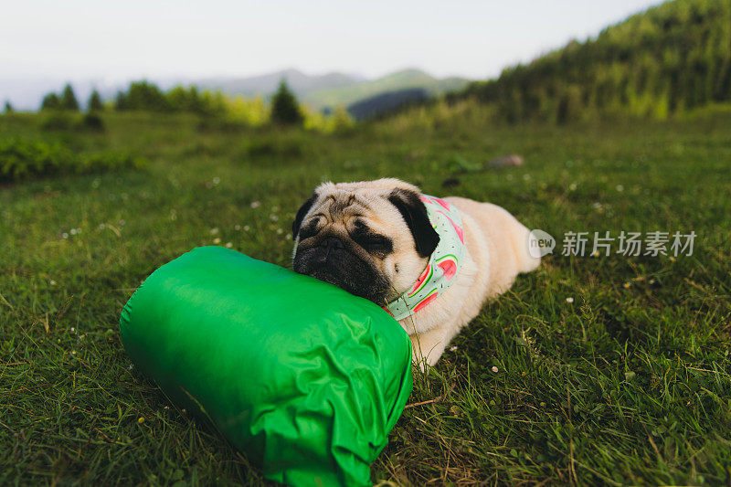 明亮的日出时，小狗在山上的草地上休息