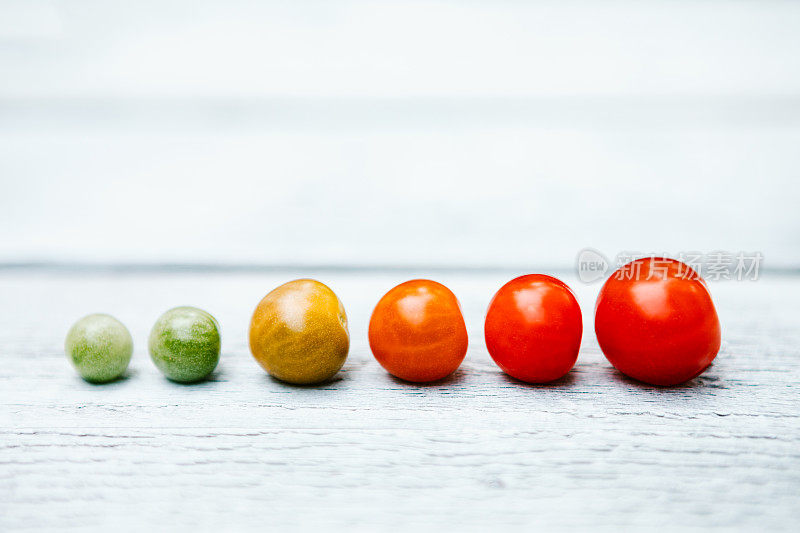 番茄从未成熟到成熟的颜色梯度排列