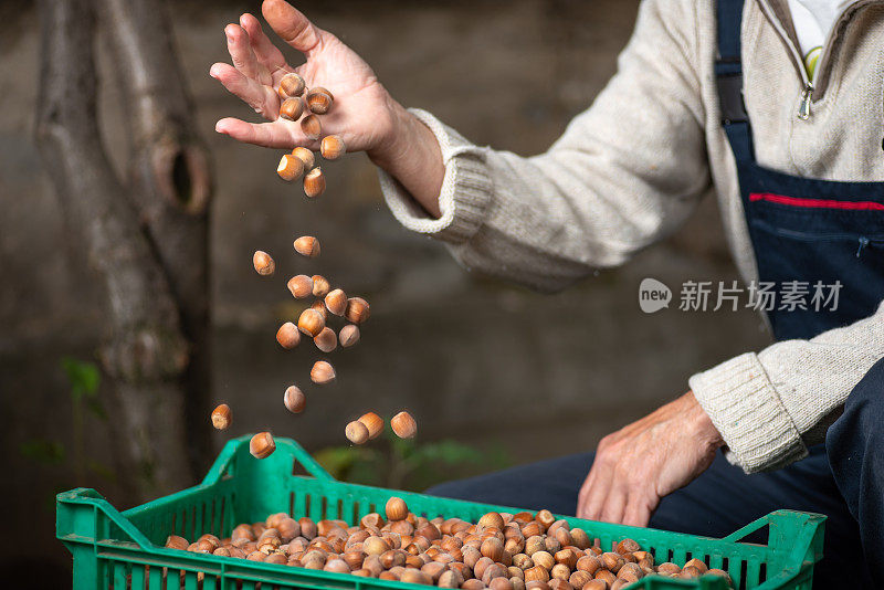 一个拿着新鲜采摘的榛子水果的男人