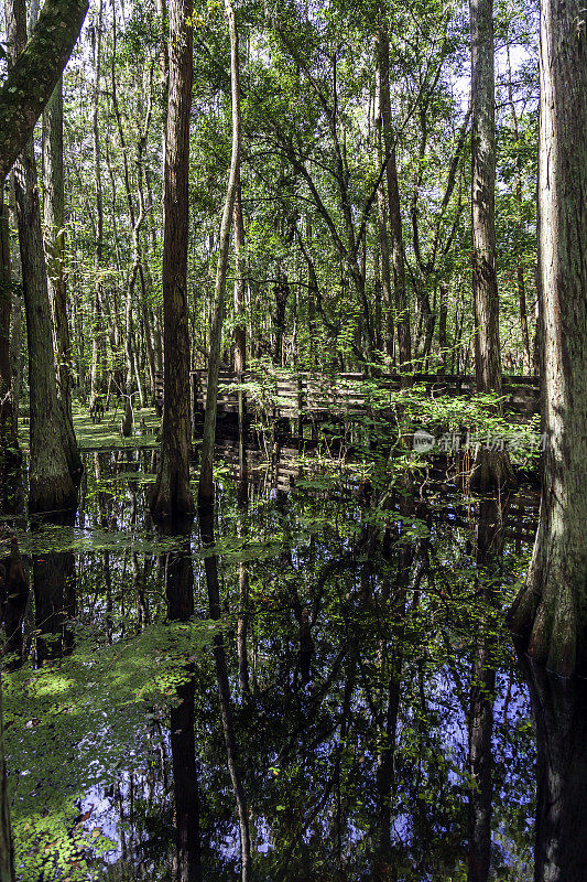 穿过佛罗里达基西米卵石溪公园和保护区的柏树沼泽的木板路