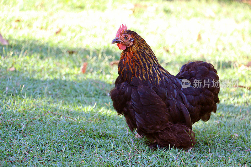 北京母鸡在一个刮风的日子