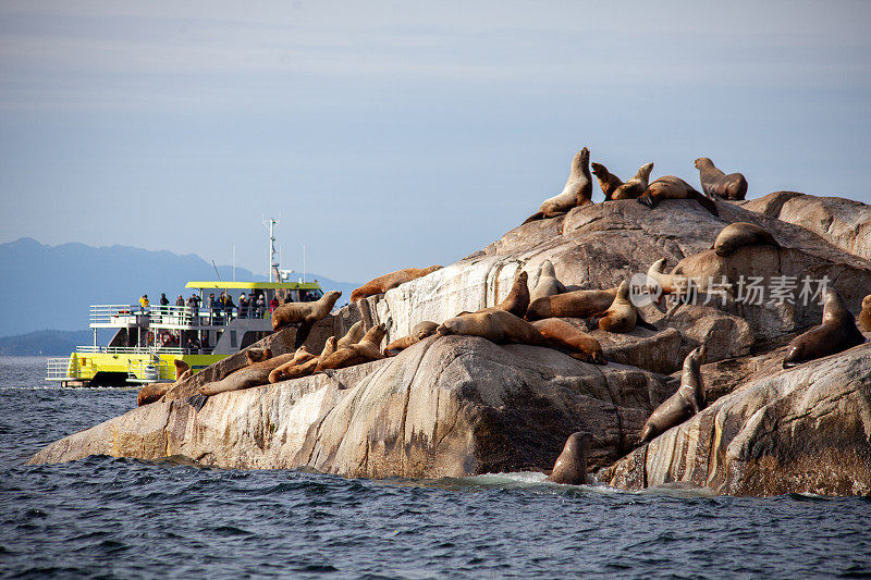“鲸鱼王子”生态旅游观鲸和野生动物探险双体船使游客在豪湾看到海狮和更多