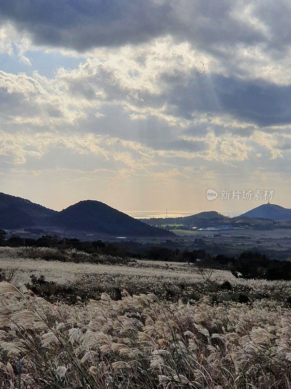 韩国济州岛的秋季景观