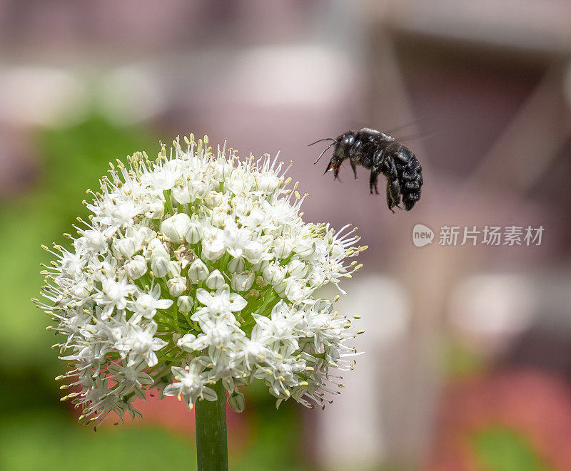 黑木匠蜂在花园里的一朵花上盘旋