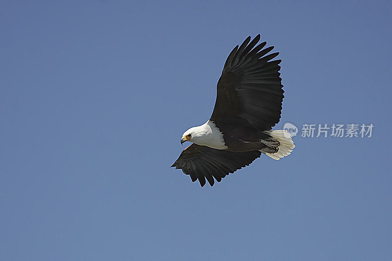 美国Fish-Eagle